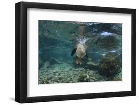 Galapagos Sea Lion Underwater, Galapagos, Ecuador-Pete Oxford-Framed Photographic Print