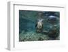 Galapagos Sea Lion Underwater, Galapagos, Ecuador-Pete Oxford-Framed Photographic Print