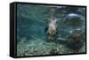 Galapagos Sea Lion Underwater, Galapagos, Ecuador-Pete Oxford-Framed Stretched Canvas