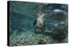 Galapagos Sea Lion Underwater, Galapagos, Ecuador-Pete Oxford-Stretched Canvas