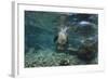 Galapagos Sea Lion Underwater, Galapagos, Ecuador-Pete Oxford-Framed Photographic Print