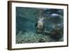 Galapagos Sea Lion Underwater, Galapagos, Ecuador-Pete Oxford-Framed Photographic Print