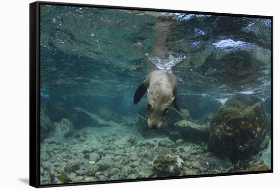 Galapagos Sea Lion Underwater, Galapagos, Ecuador-Pete Oxford-Framed Stretched Canvas