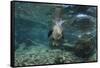 Galapagos Sea Lion Underwater, Galapagos, Ecuador-Pete Oxford-Framed Stretched Canvas