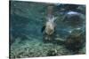 Galapagos Sea Lion Underwater, Galapagos, Ecuador-Pete Oxford-Stretched Canvas