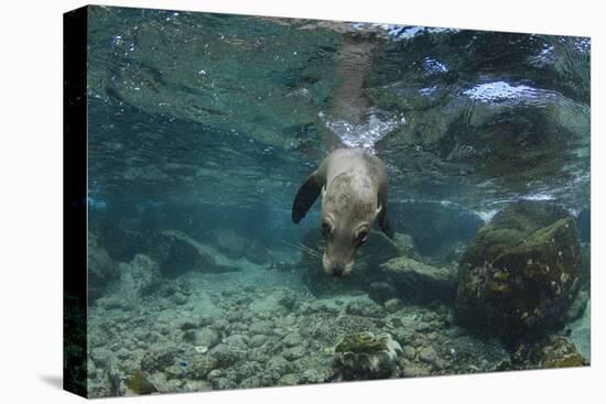 Galapagos Sea Lion Underwater, Galapagos, Ecuador-Pete Oxford-Stretched Canvas