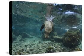 Galapagos Sea Lion Underwater, Galapagos, Ecuador-Pete Oxford-Stretched Canvas