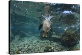 Galapagos Sea Lion Underwater, Galapagos, Ecuador-Pete Oxford-Stretched Canvas