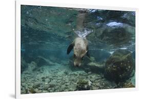 Galapagos Sea Lion Underwater, Galapagos, Ecuador-Pete Oxford-Framed Photographic Print