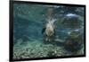 Galapagos Sea Lion Underwater, Galapagos, Ecuador-Pete Oxford-Framed Photographic Print