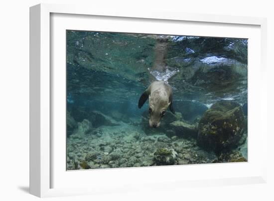 Galapagos Sea Lion Underwater, Galapagos, Ecuador-Pete Oxford-Framed Photographic Print