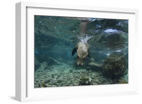 Galapagos Sea Lion Underwater, Galapagos, Ecuador-Pete Oxford-Framed Photographic Print