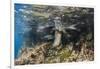 Galapagos Sea Lion Underwater, Galapagos, Ecuador-Pete Oxford-Framed Premium Photographic Print