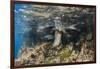 Galapagos Sea Lion Underwater, Galapagos, Ecuador-Pete Oxford-Framed Premium Photographic Print