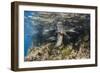 Galapagos Sea Lion Underwater, Galapagos, Ecuador-Pete Oxford-Framed Photographic Print