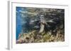 Galapagos Sea Lion Underwater, Galapagos, Ecuador-Pete Oxford-Framed Photographic Print