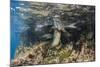 Galapagos Sea Lion Underwater, Galapagos, Ecuador-Pete Oxford-Mounted Photographic Print