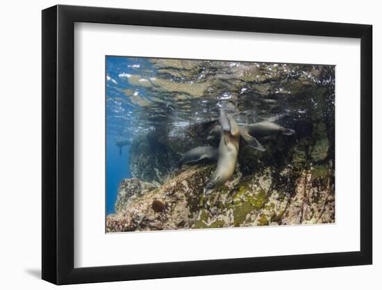 Galapagos Sea Lion Underwater, Galapagos, Ecuador-Pete Oxford-Framed Photographic Print