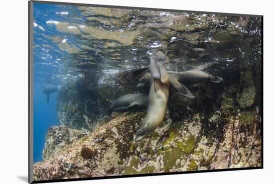 Galapagos Sea Lion Underwater, Galapagos, Ecuador-Pete Oxford-Mounted Photographic Print