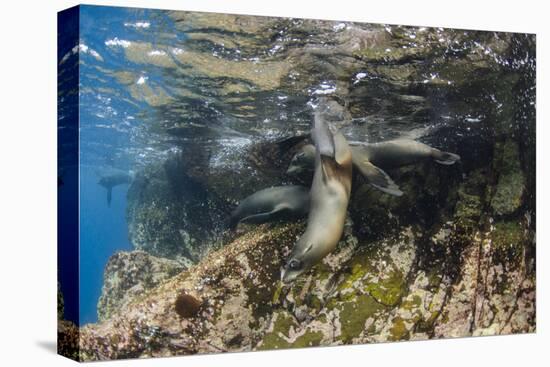 Galapagos Sea Lion Underwater, Galapagos, Ecuador-Pete Oxford-Stretched Canvas