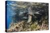 Galapagos Sea Lion Underwater, Galapagos, Ecuador-Pete Oxford-Stretched Canvas