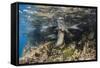 Galapagos Sea Lion Underwater, Galapagos, Ecuador-Pete Oxford-Framed Stretched Canvas