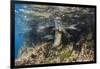 Galapagos Sea Lion Underwater, Galapagos, Ecuador-Pete Oxford-Framed Photographic Print