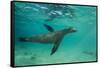 Galapagos Sea Lion Underwater, Galapagos, Ecuador-Pete Oxford-Framed Stretched Canvas