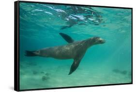 Galapagos Sea Lion Underwater, Galapagos, Ecuador-Pete Oxford-Framed Stretched Canvas