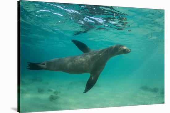 Galapagos Sea Lion Underwater, Galapagos, Ecuador-Pete Oxford-Stretched Canvas