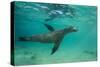 Galapagos Sea Lion Underwater, Galapagos, Ecuador-Pete Oxford-Stretched Canvas