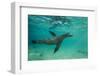 Galapagos Sea Lion Underwater, Galapagos, Ecuador-Pete Oxford-Framed Photographic Print