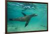 Galapagos Sea Lion Underwater, Galapagos, Ecuador-Pete Oxford-Framed Photographic Print