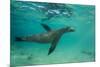 Galapagos Sea Lion Underwater, Galapagos, Ecuador-Pete Oxford-Mounted Premium Photographic Print