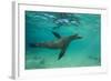 Galapagos Sea Lion Underwater, Galapagos, Ecuador-Pete Oxford-Framed Photographic Print