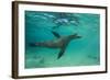 Galapagos Sea Lion Underwater, Galapagos, Ecuador-Pete Oxford-Framed Photographic Print