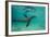 Galapagos Sea Lion Underwater, Galapagos, Ecuador-Pete Oxford-Framed Photographic Print