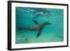 Galapagos Sea Lion Underwater, Galapagos, Ecuador-Pete Oxford-Framed Photographic Print