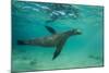 Galapagos Sea Lion Underwater, Galapagos, Ecuador-Pete Oxford-Mounted Photographic Print