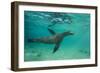 Galapagos Sea Lion Underwater, Galapagos, Ecuador-Pete Oxford-Framed Photographic Print