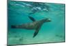 Galapagos Sea Lion Underwater, Galapagos, Ecuador-Pete Oxford-Mounted Photographic Print