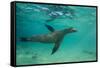 Galapagos Sea Lion Underwater, Galapagos, Ecuador-Pete Oxford-Framed Stretched Canvas