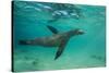 Galapagos Sea Lion Underwater, Galapagos, Ecuador-Pete Oxford-Stretched Canvas