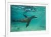 Galapagos Sea Lion Underwater, Galapagos, Ecuador-Pete Oxford-Framed Photographic Print