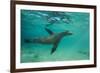 Galapagos Sea Lion Underwater, Galapagos, Ecuador-Pete Oxford-Framed Photographic Print