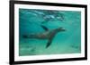 Galapagos Sea Lion Underwater, Galapagos, Ecuador-Pete Oxford-Framed Photographic Print