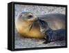 Galapagos Sea Lion with its Young One, Ecuador-null-Framed Stretched Canvas