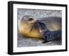 Galapagos Sea Lion with its Young One, Ecuador-null-Framed Photographic Print