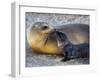 Galapagos Sea Lion with its Young One, Ecuador-null-Framed Photographic Print