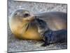 Galapagos Sea Lion with its Young One, Ecuador-null-Mounted Photographic Print